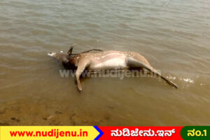 ಸನವಳ್ಳಿ ಜಲಾಶಯದ ಬಳಿ ಜಿಂಕೆ ಸಾವು, ನೀರರಸಿ ಬಂದ ಮೂಕಪ್ರಾಣಿಗೆ ಬೀದಿ ನಾಯಿಗಳ ಕಾಟ!